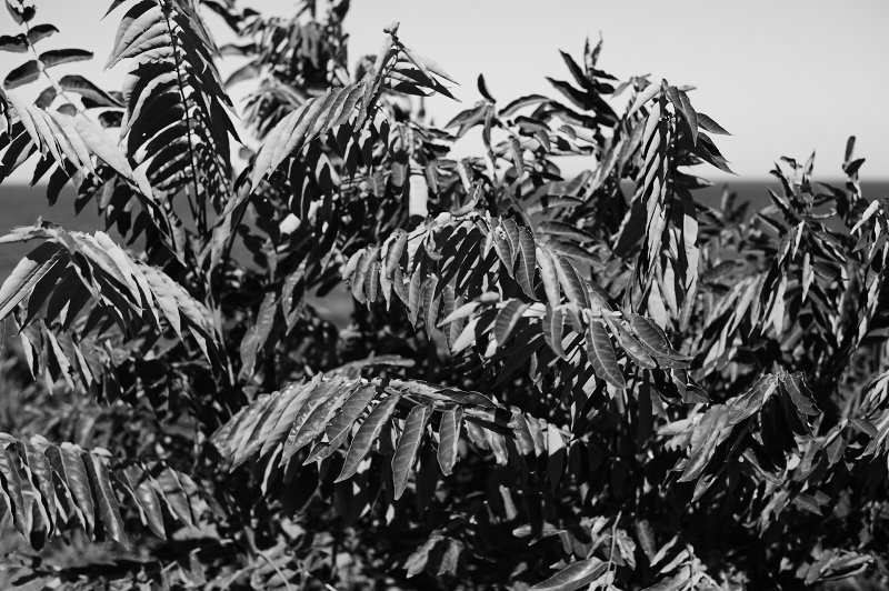 _DSC1777